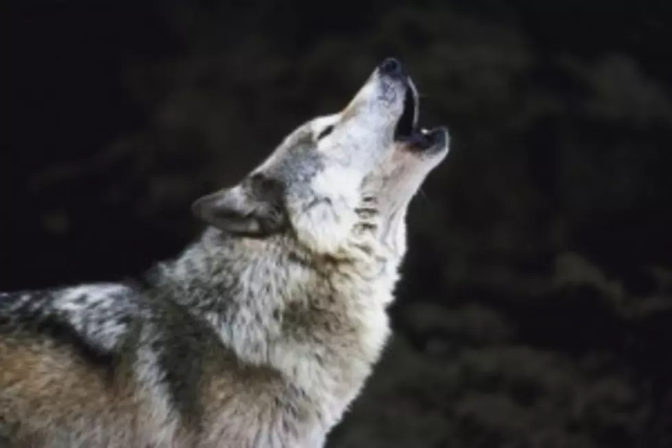 Grey Wolf Discovered in Northern Arizona