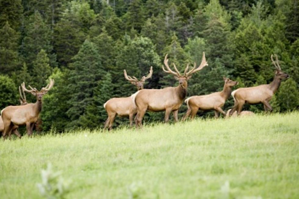 Idaho Drivers Warned of Wandering Elk Herd