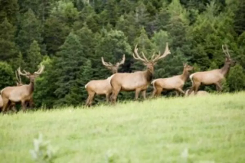 Elk Herd Move Away from East Idaho Interstate