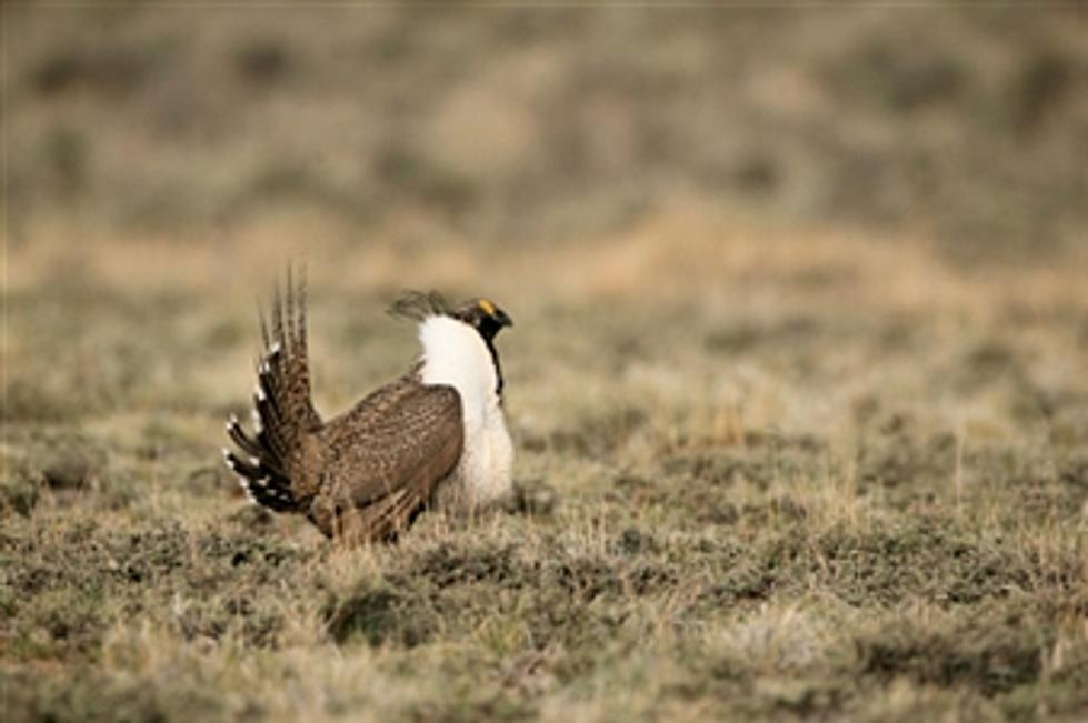 Congress’ Spending Bill Pushes Sage Grouse Protections Back