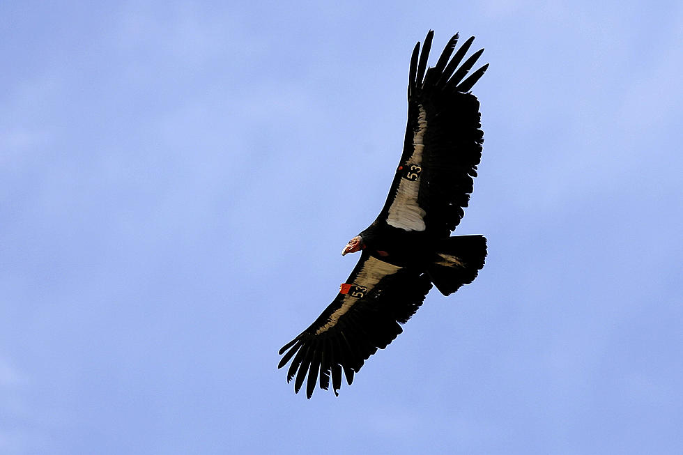 Condor Monitored by Idaho Group is Spotted in New Mexico