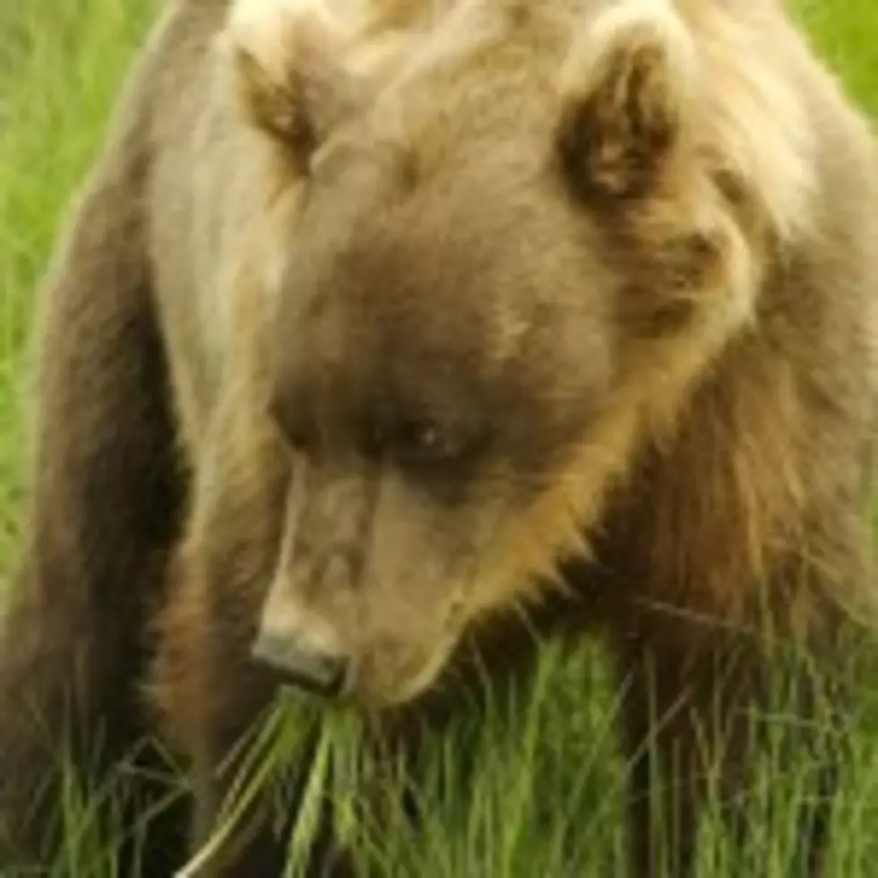 Yellowstone Grizzly Could be Taken Off Endangered List