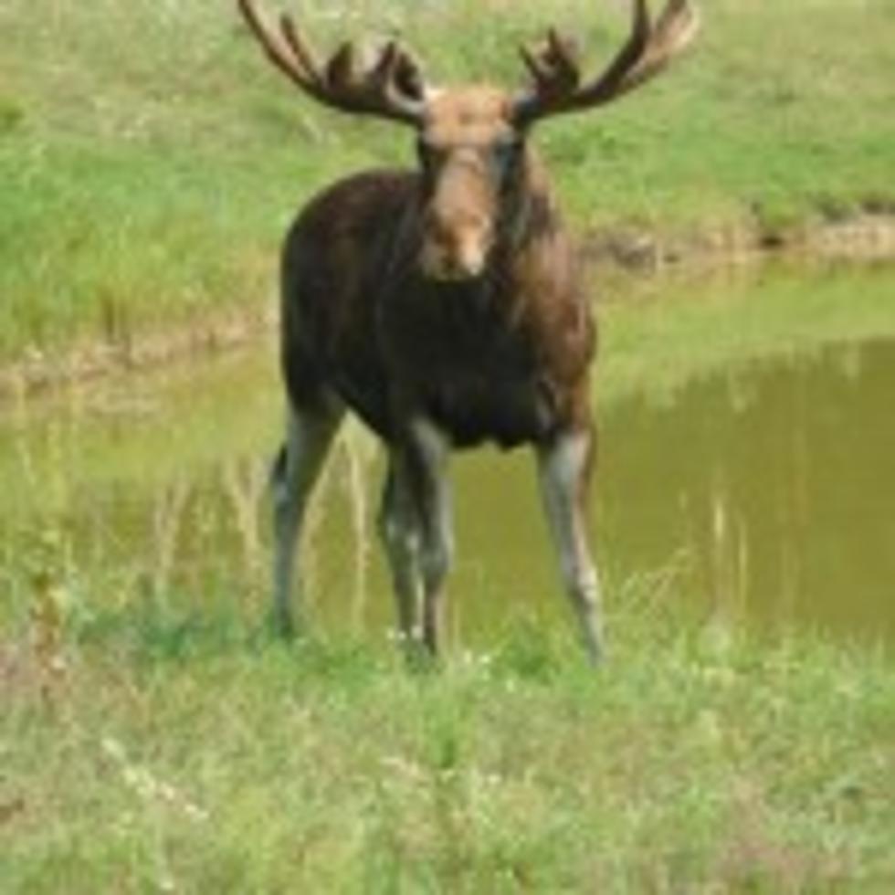 Moose Visits Idaho Capitol City