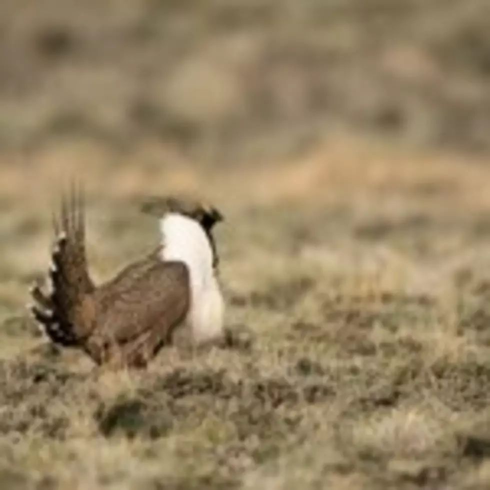 Sage Grouse Bill Would Hide Government and Private Initiatives