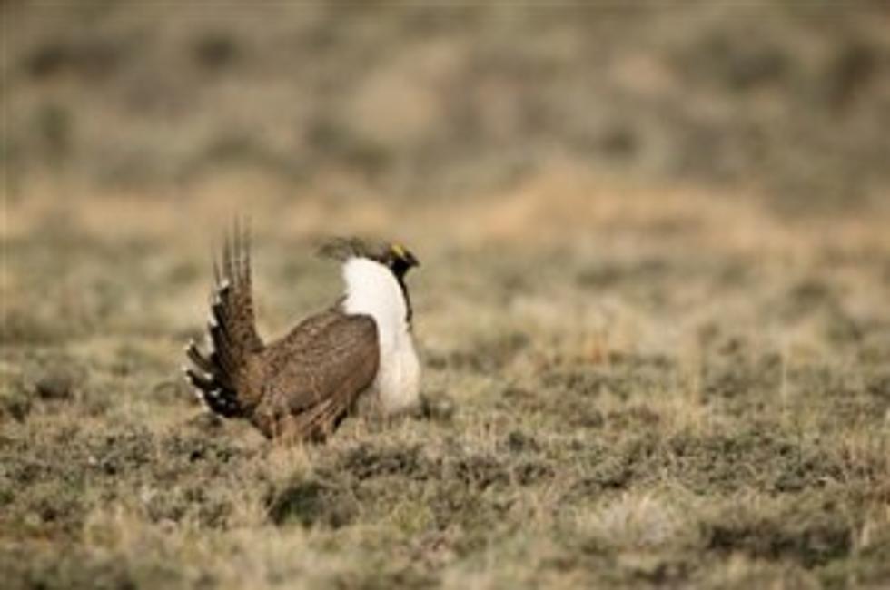 Greater Sage Grouse Plan Revealed
