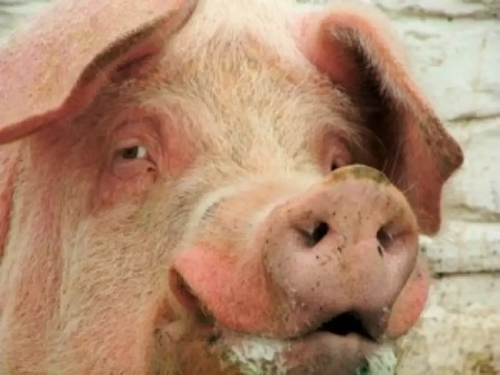 Nampa Woman Attacked by Pig