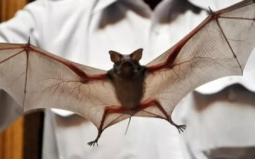Rabid Bat Found in Boise