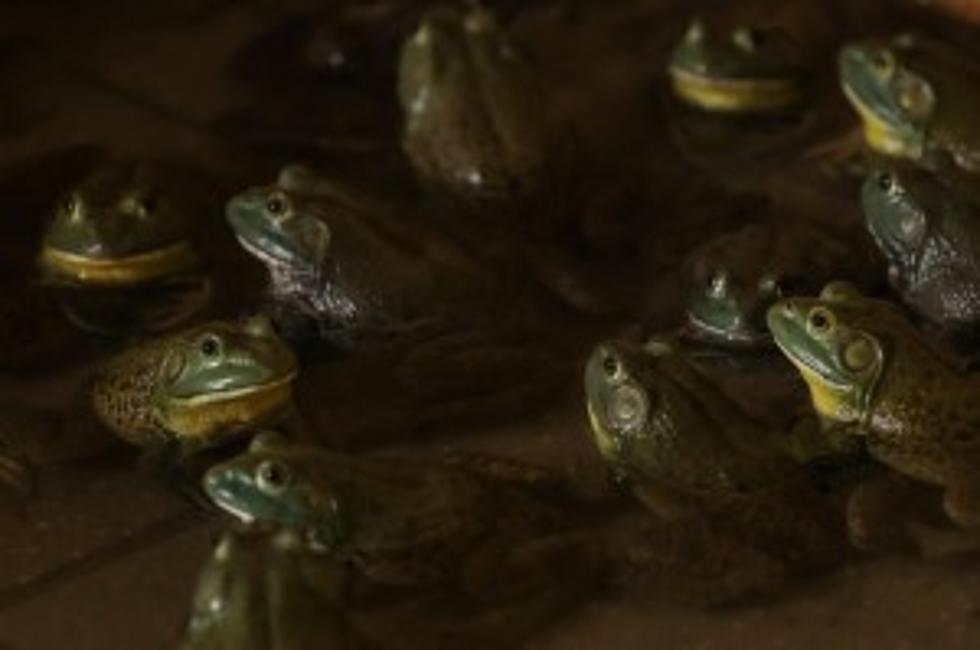 Bullfrogs Invading Idaho