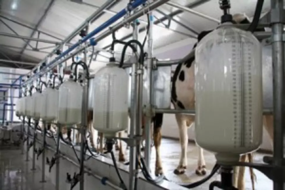 Robots Take Root on Smaller Dairy Farms, Upping Production