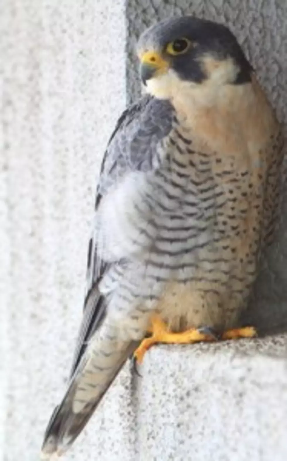 Woman Sentenced to Community Service after Falcon&#8217;s Death