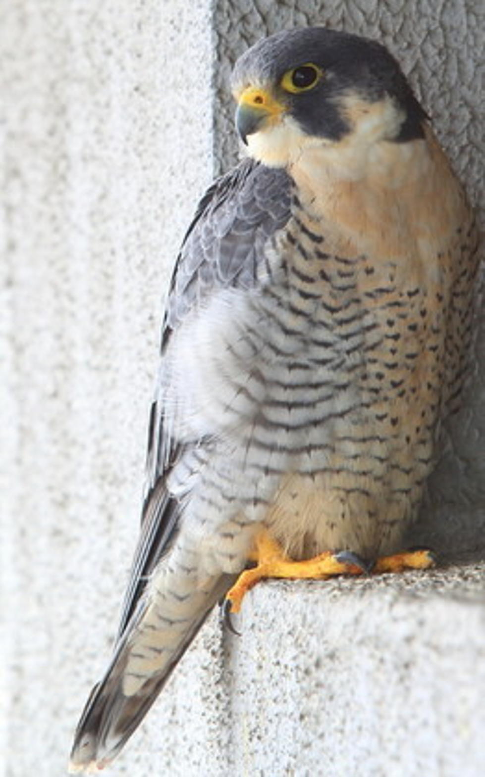Woman Sentenced to Community Service after Falcon’s Death