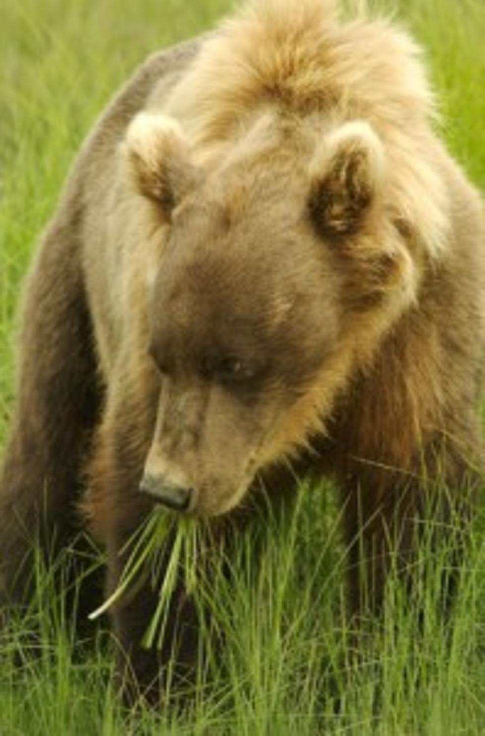 Grizzly Killed in Collision with Vehicle in Eastern Idaho