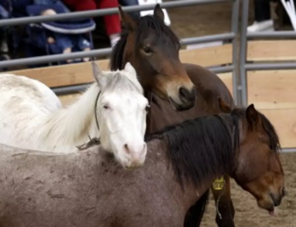 Horse Advocates Want Probe of 28 Nevada Mustangs Euthanized