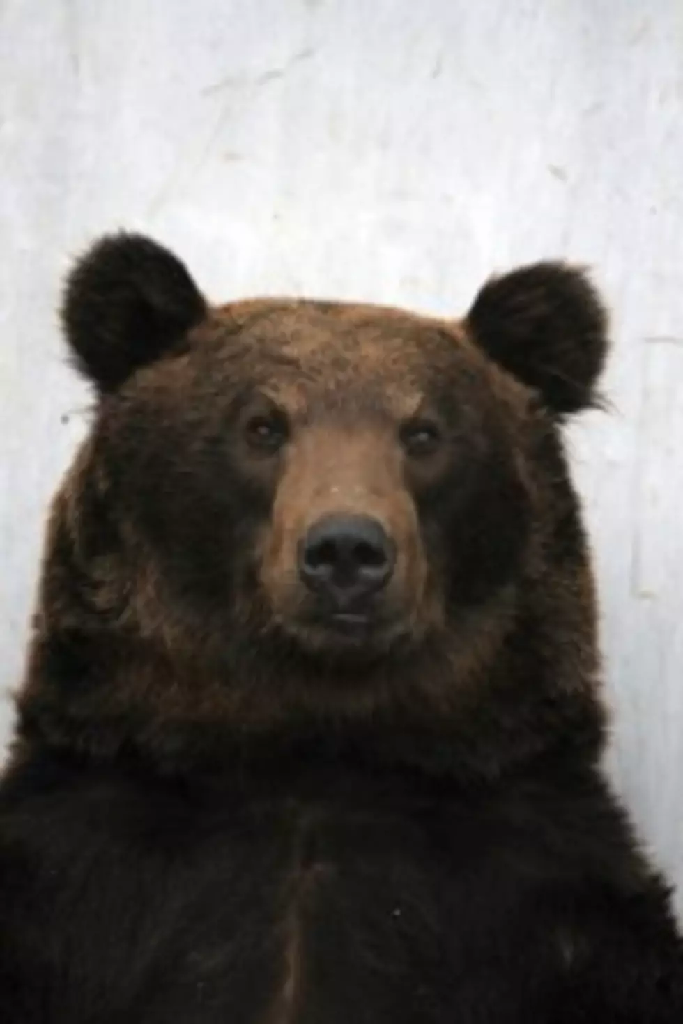 Wyoming Commission Seeks Quick Delisting of Grizzly Bear
