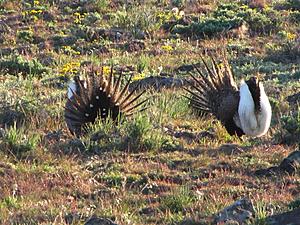 Sandoval Won&#8217;t Rule Out Joining Sage Grouse Suit But Not Now