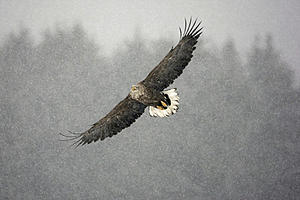 Eagle Numbers On The Rise at Lake Coeur d&#8217;Alene