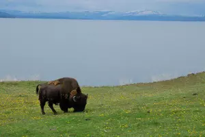 Yellowstone Chief: Bison Slaughters to Continue for Now
