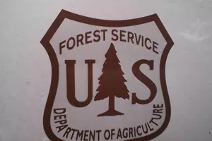 Forest Service Plans Salvage Timber Sales in Idaho