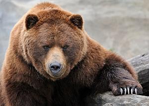 Grizzly Killing Report: Yellowstone Hikers Taking Risks