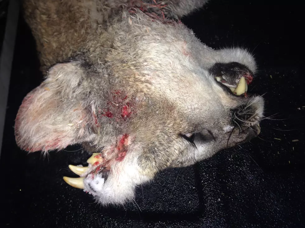 Mountain Lion with Rare Deformity Found in Southeast Idaho