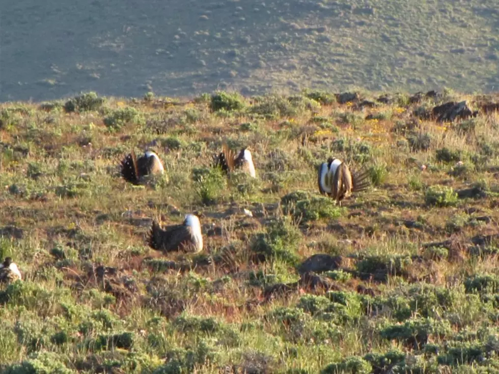 Nevada Seeks Change in Sage Grouse Mining Rule