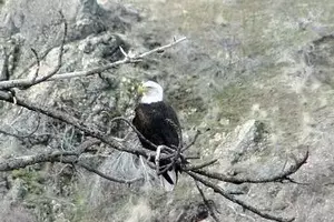 Idaho Power: Hells Canyon Eagle Count Numbers Hold Steady