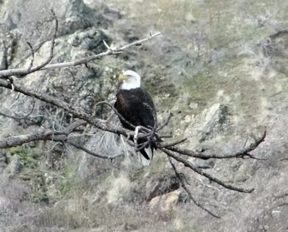 Eagle Count Holds Steady