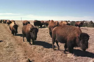 Yellowstone Bison Destined for Slaughter as Park Trims Herd