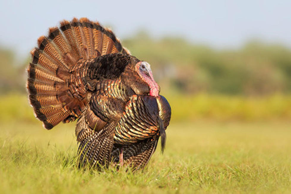 Idaho Turkey Season Looking Plump
