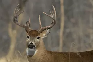 Idaho’s Deer Harvest Reaches Banner Year in 2015