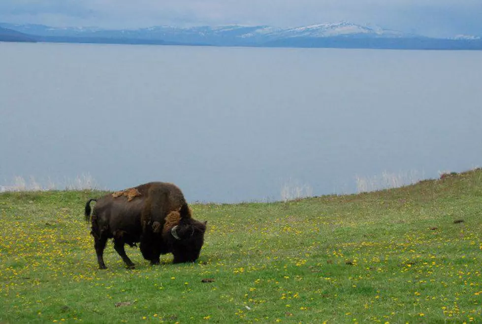 VIDEO: Yellowstone Visitor ‘Lucky’ Not To Be Hurt by Bison