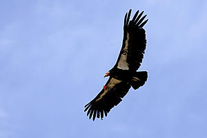 Tribe Evaluates Idaho Canyon as Possible Condor Habitat