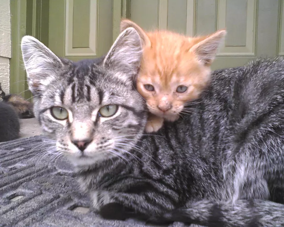 Twin Falls Cat Adoptions