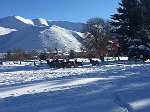 33 Elk Die at Central Idaho Winter Feeding Station