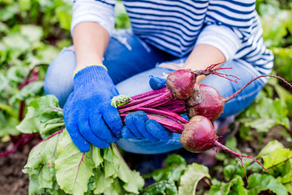 Grow a Garden at CSI