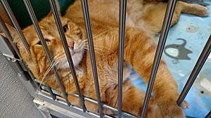Adoptable Cats at Twin Falls Shelter