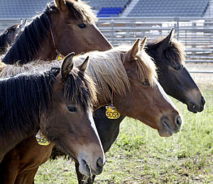 Wild Horses Tamed by 4-H Club Members Up for Adoption