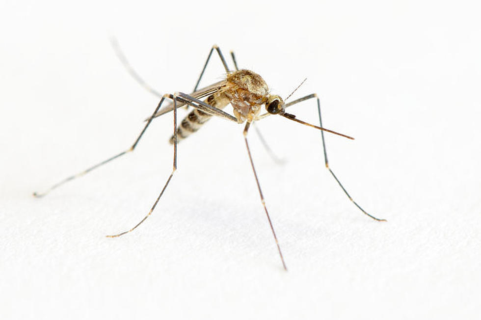 West Nile Virus Detected in Ada County