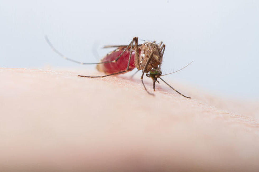 1 Case of Zika Virus Confirmed in Northern Idaho
