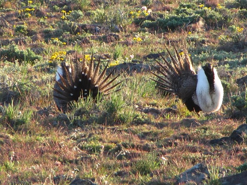 US Judge’s Big Ruling on Sage Grouse Looming in Nevada