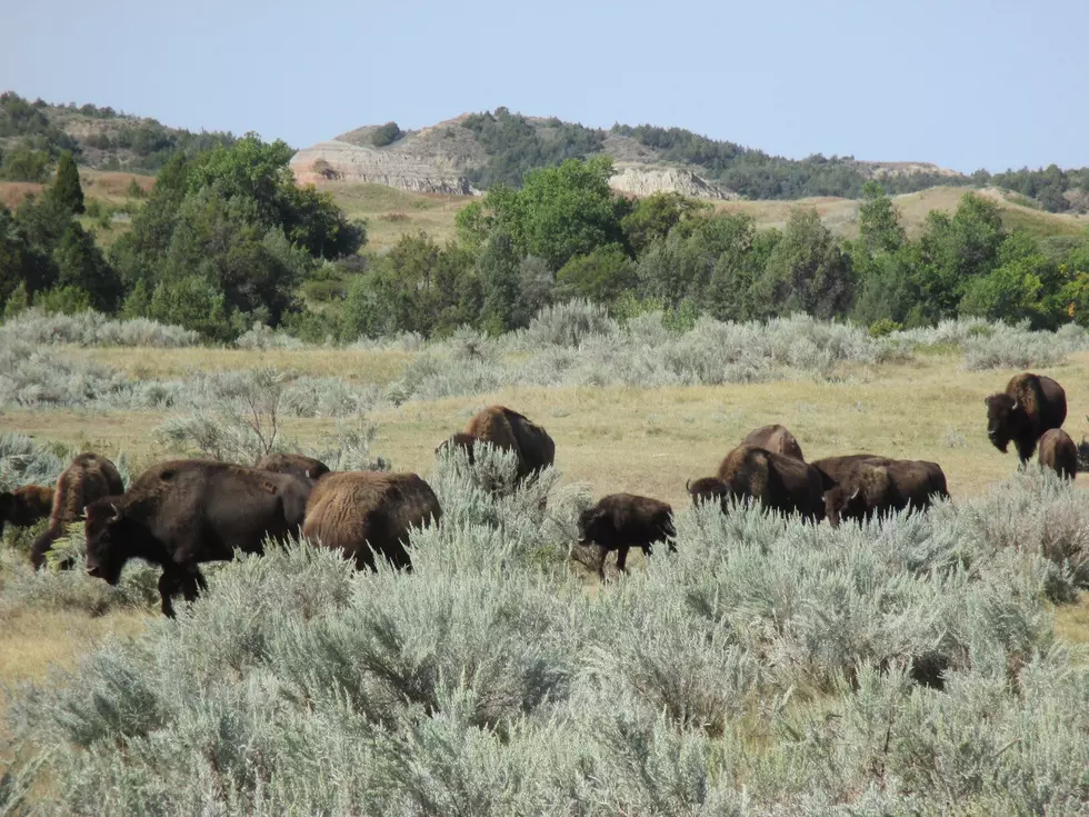 Advocates Say Hunts, Slaughter Threaten Yellowstone Bison