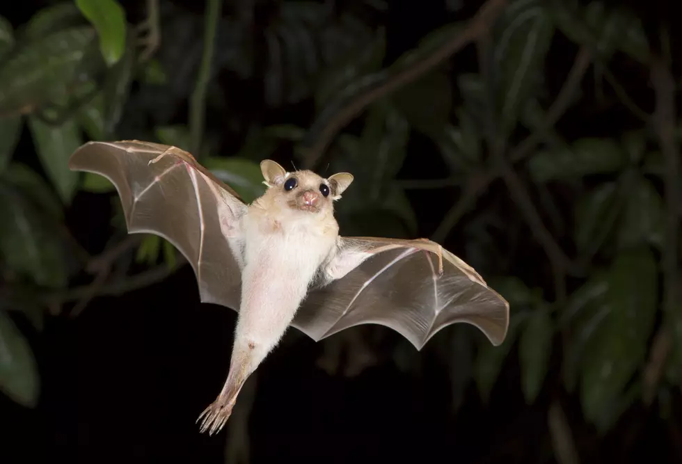T.F. County Resident Treated after Being Bitten by Rabid Bat