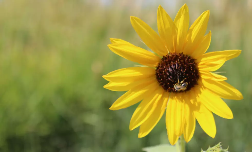 Sunflower Seeds Offer Many Health Benefits