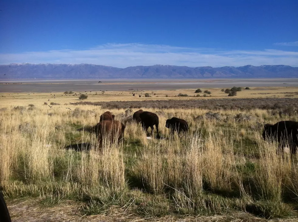 Riders Do Annual Roundup of Utah Bison Herd