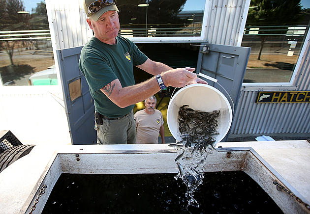 More Pacific Coast Hatchery Salmon Could Receive Protections