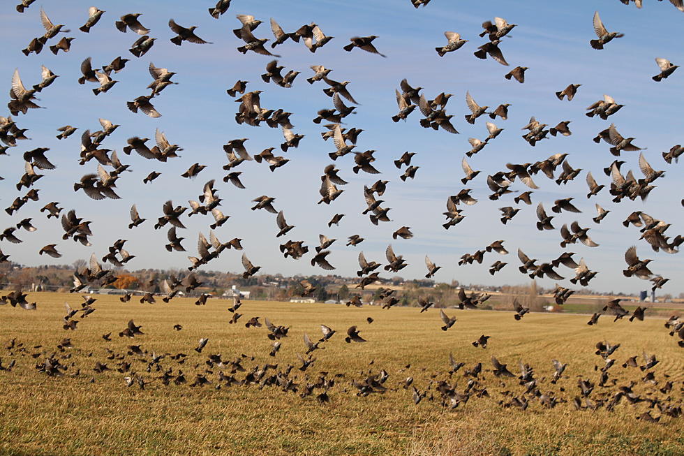 Birds Flock to Fields near Grand View Drive (PHOTOS)