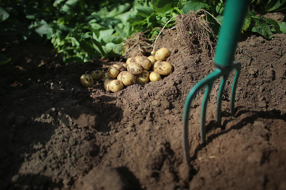 Search Warrants for Potato Pest Ordered at East Idaho Farms