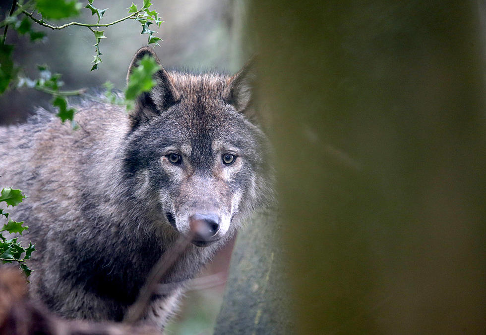 Collared Wolf Dead, 3 Others Survive in Idaho Wilderness
