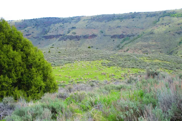 Massive Project Proposed to Remove Juniper Trees in Idaho