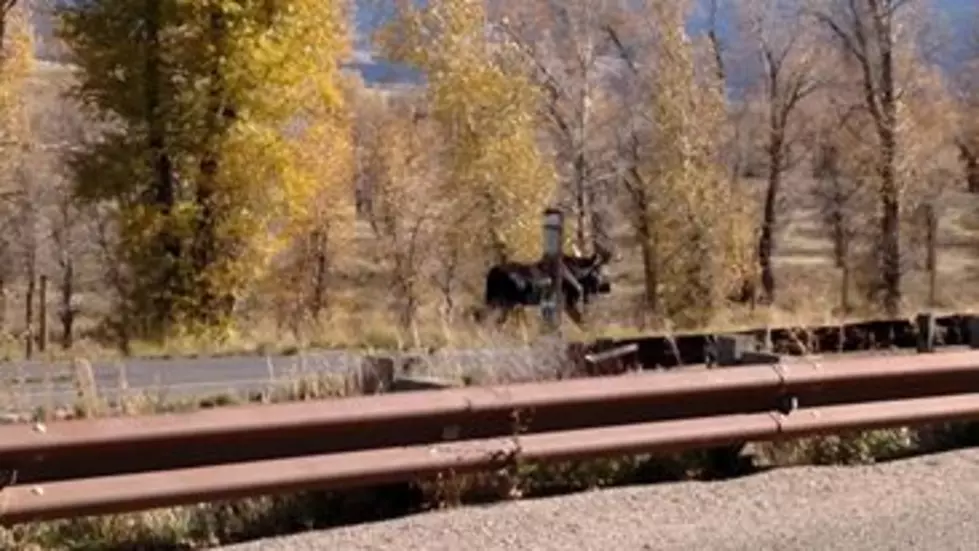 This Idaho City Had A Close Encounter With A Moose